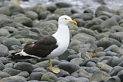 Kelp Gull